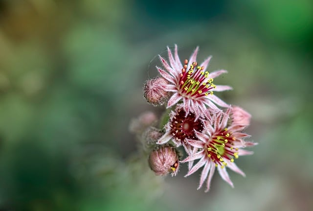 Free download flowers houseleek succulent buds free picture to be edited with GIMP free online image editor