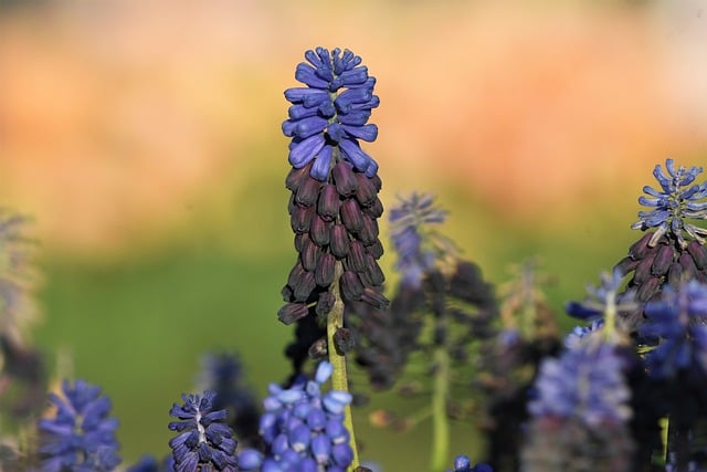 Free download flowers hyacinth field bloom free picture to be edited with GIMP free online image editor