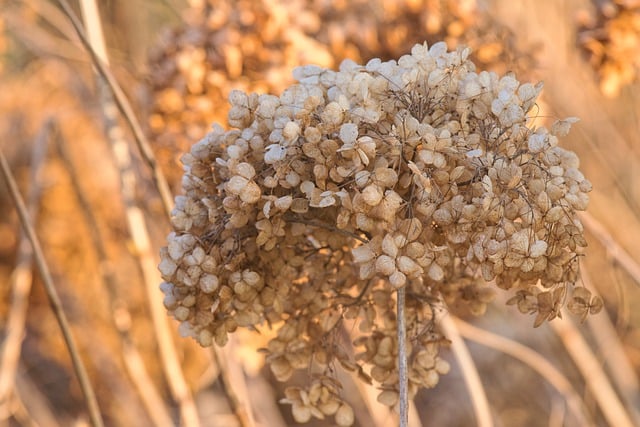 Free download flowers hydrangea dried flowers free picture to be edited with GIMP free online image editor