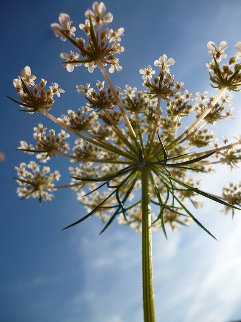 Free download Flower Silhouette Backlit Lace -  free photo or picture to be edited with GIMP online image editor