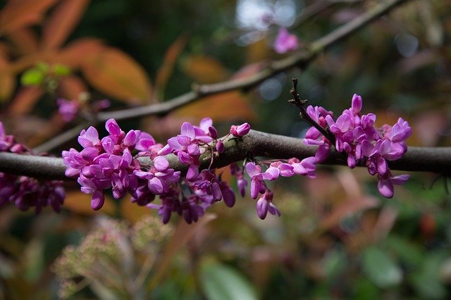 Free download Flowers Judas Tree Spring -  free photo or picture to be edited with GIMP online image editor