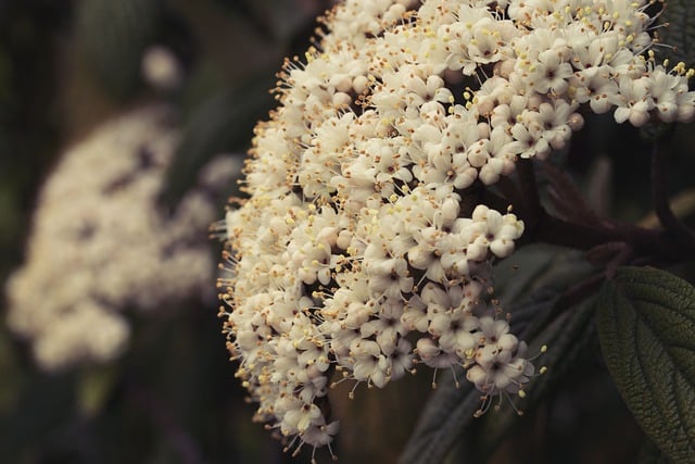 Free download flowers leatherleaf viburnum bloom free picture to be edited with GIMP free online image editor