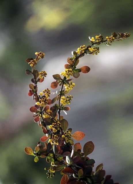 Free download flowers leaves twigs barberry free picture to be edited with GIMP free online image editor