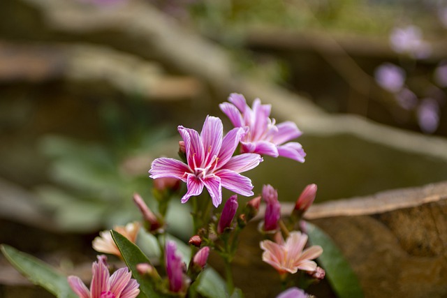 Free download flowers lewisia plants garden free picture to be edited with GIMP free online image editor