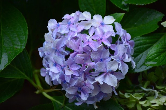 Free download Flowers Lilac -  free photo or picture to be edited with GIMP online image editor