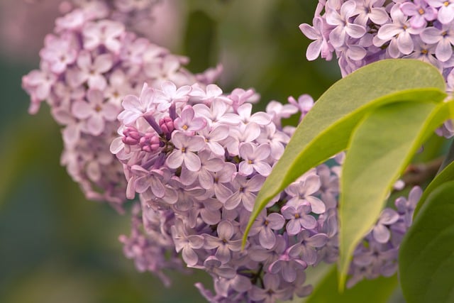 Free download flowers lilac bush lilac blossom free picture to be edited with GIMP free online image editor