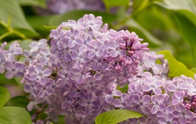 Free download flowers lilac bush purple garden free picture to be edited with GIMP free online image editor