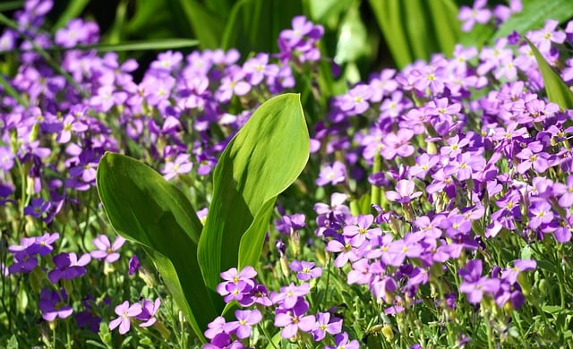 Free download flowers lily of the valley free picture to be edited with GIMP free online image editor