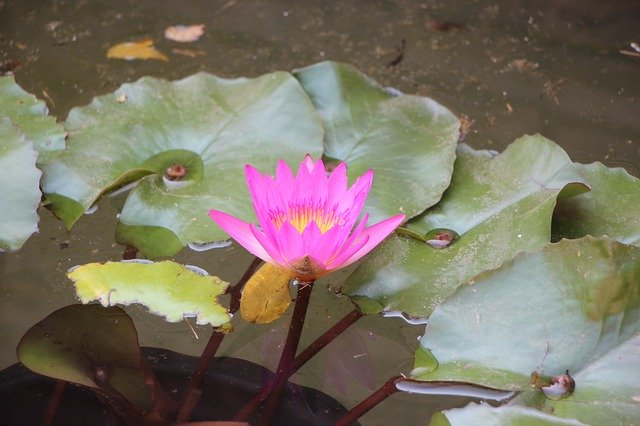 ດາວໂຫຼດຟຣີ Flowers Lotus Nature - ຮູບພາບຫຼືຮູບພາບທີ່ບໍ່ເສຍຄ່າເພື່ອແກ້ໄຂດ້ວຍຕົວແກ້ໄຂຮູບພາບອອນໄລນ໌ GIMP