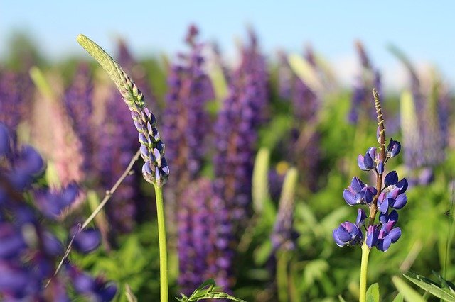 Free download Flowers Lupins Lupine -  free photo or picture to be edited with GIMP online image editor