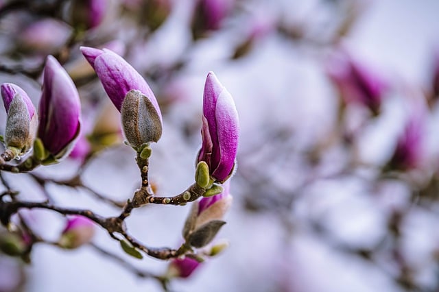 Free download flowers magnolia buds flora botany free picture to be edited with GIMP free online image editor