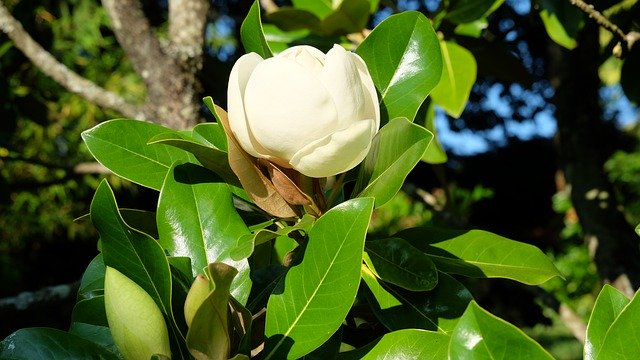 Free download Flowers Magnolia Plants -  free photo or picture to be edited with GIMP online image editor