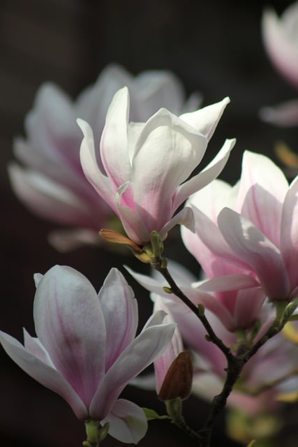 Free download flowers magnolia spring white pink free picture to be edited with GIMP free online image editor