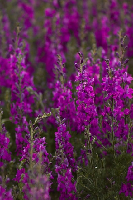 Free download flowers meadow purple flora summer free picture to be edited with GIMP free online image editor