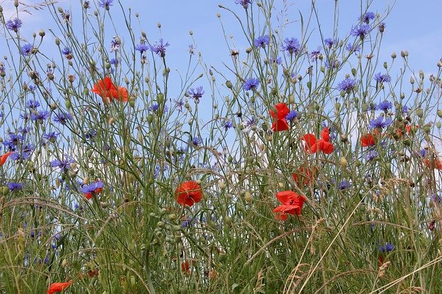 Free download Flowers Meadow Wildflowers -  free photo or picture to be edited with GIMP online image editor