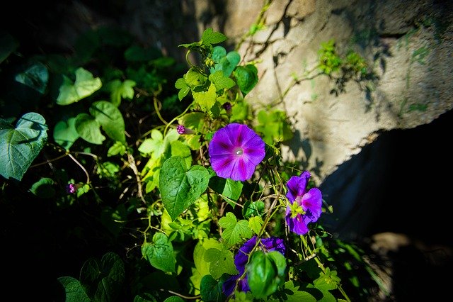 Free download Flowers Morningglory Purple -  free photo or picture to be edited with GIMP online image editor