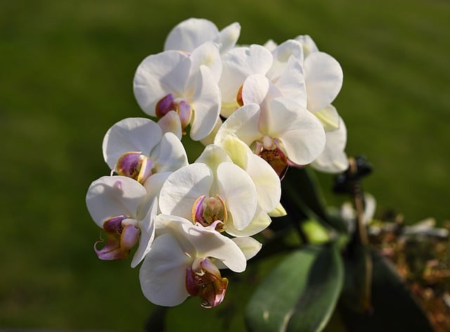 Free download flowers moth orchids white flowers free picture to be edited with GIMP free online image editor