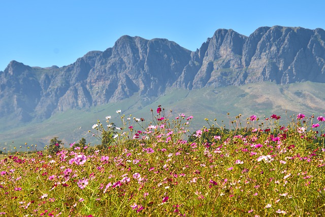 Free download flowers mountain sky sun summer free picture to be edited with GIMP free online image editor