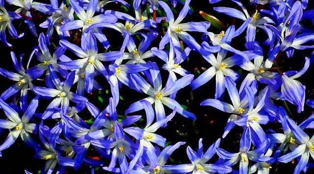 Free download flowers my stars blue nature free picture to be edited with GIMP free online image editor