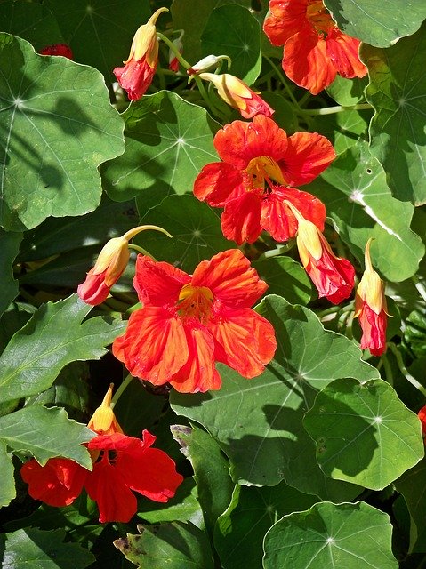 Free download Flowers Nasturtiums Red -  free photo or picture to be edited with GIMP online image editor