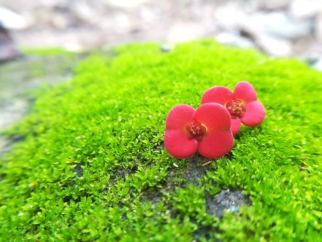 Безкоштовно завантажити Flowers Nature A Rose Flower безкоштовний фотошаблон для редагування в онлайн-редакторі зображень GIMP