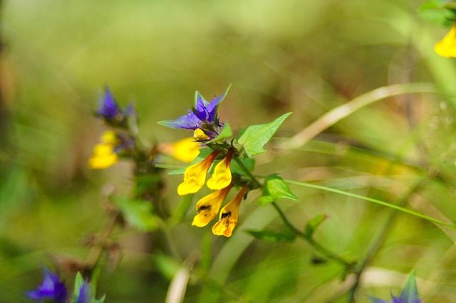 Free download flowers nature flora spring macro free picture to be edited with GIMP free online image editor