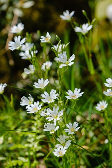 Free download flowers nature forest botany bloom free picture to be edited with GIMP free online image editor