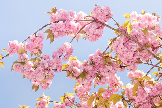 Free download flowers nature sakura spring tree free picture to be edited with GIMP free online image editor