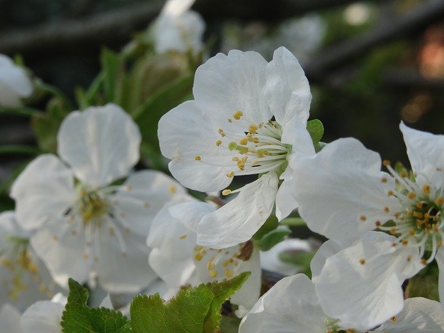 Free download Flowers Nature White -  free photo or picture to be edited with GIMP online image editor