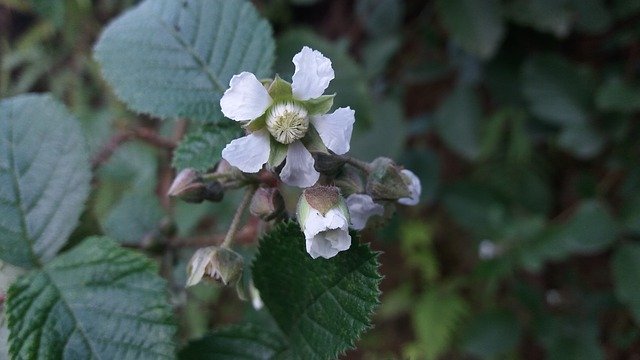 Free download Flowers Nepal Fruits -  free photo or picture to be edited with GIMP online image editor