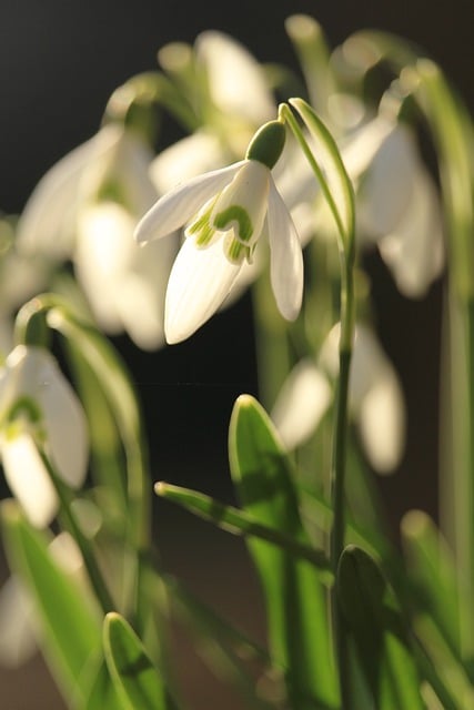 Free download flower snowdrop botany bloom free picture to be edited with GIMP free online image editor