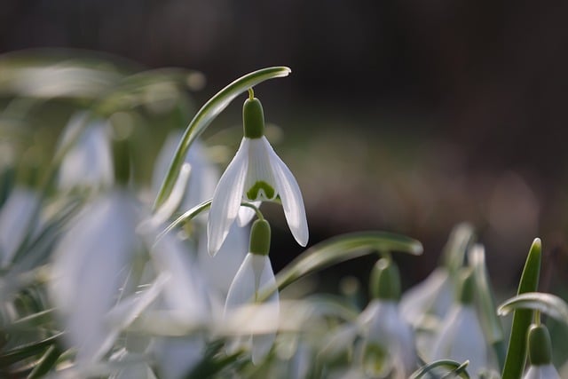 Free download flower snowdrop botany seasonal free picture to be edited with GIMP free online image editor