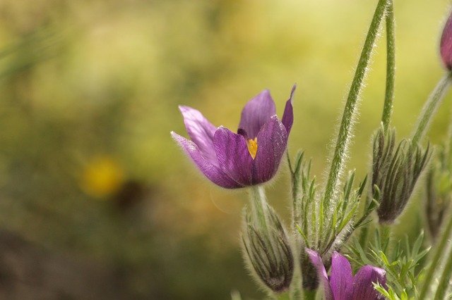 Free download Flower Snowdrop Phlomis -  free photo or picture to be edited with GIMP online image editor