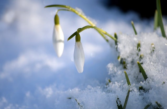 Free download flower snowdrop snow cold botany free picture to be edited with GIMP free online image editor