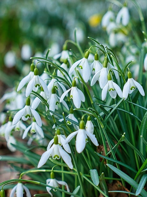 Free download flower snowdrop spring blossoms free picture to be edited with GIMP free online image editor