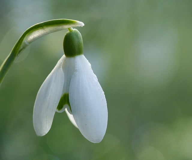 Free download flower snowdrop white flower spring free picture to be edited with GIMP free online image editor