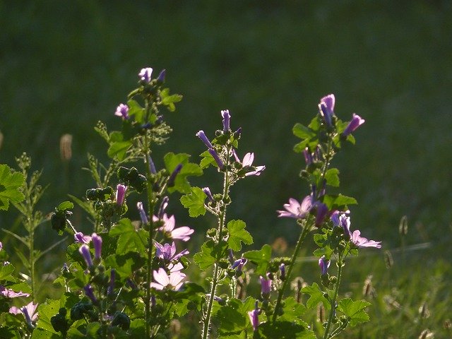 Free download Flowers Of The Field -  free photo or picture to be edited with GIMP online image editor