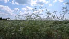 Free download Flowers Of The Field Grass Sky -  free video to be edited with OpenShot online video editor