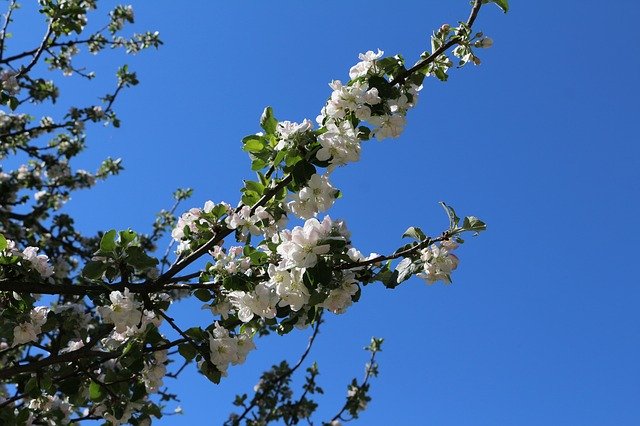 Free download Flowers On The Tree Spring Plant -  free photo or picture to be edited with GIMP online image editor