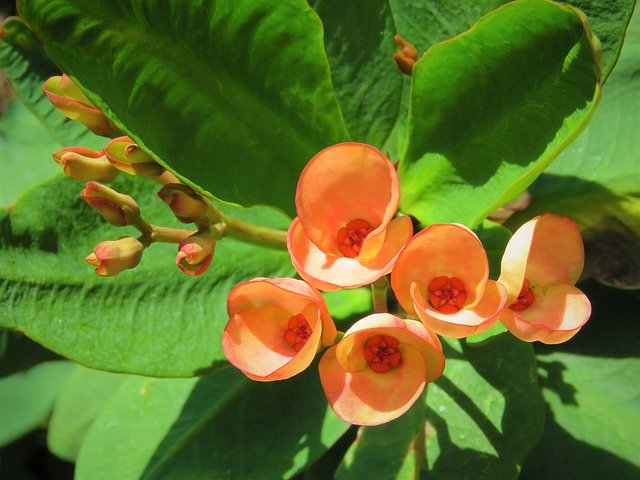 Free download Flowers Orange Blooming -  free photo or picture to be edited with GIMP online image editor