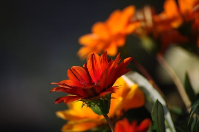 Free download flowers orange flowers spring plant free picture to be edited with GIMP free online image editor