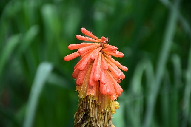 Free download Flowers Orange Green -  free photo or picture to be edited with GIMP online image editor