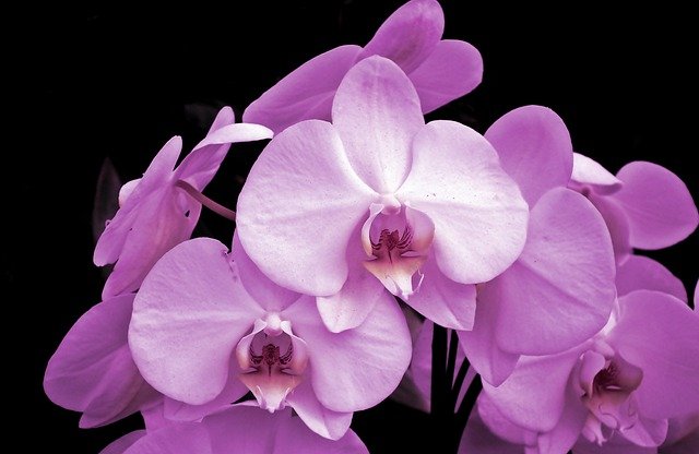 Free download flowers orchids nature close up free picture to be edited with GIMP free online image editor