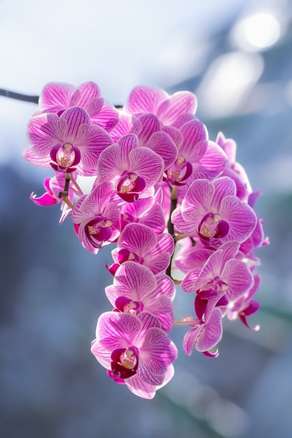 Free download flowers orchids petals plants free picture to be edited with GIMP free online image editor