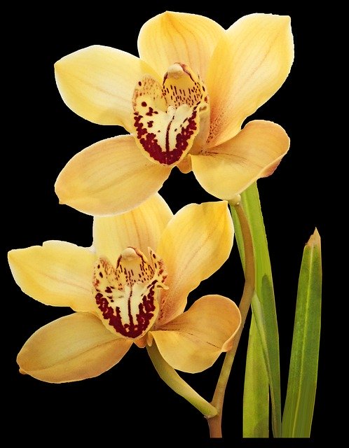 Muat turun percuma Flowers Orchids Yellow - foto atau gambar percuma untuk diedit dengan editor imej dalam talian GIMP