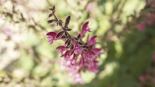 Free download Flowers Outdoors Meadow -  free photo or picture to be edited with GIMP online image editor