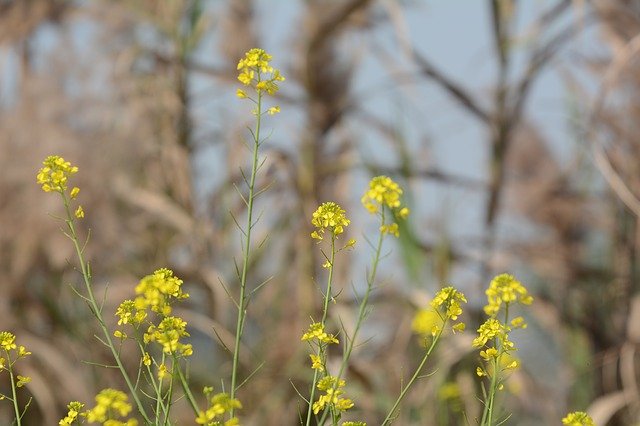 Free download Flowers Outdoor Summers -  free photo or picture to be edited with GIMP online image editor