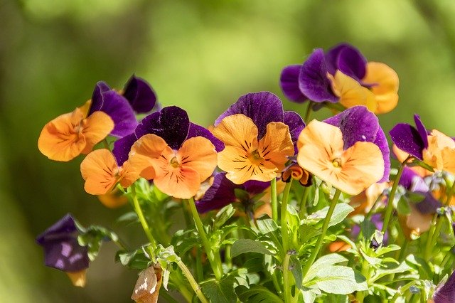 Free download Flowers Pansies Colorful -  free photo or picture to be edited with GIMP online image editor