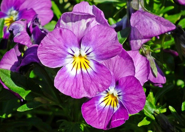 Free download Flowers Pansies Garden -  free photo or picture to be edited with GIMP online image editor