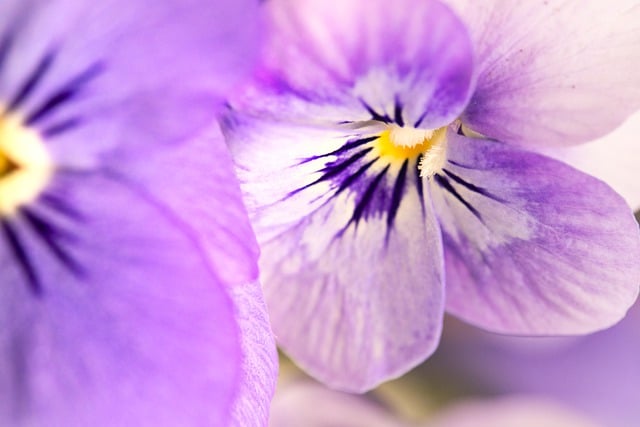 Free download flowers pansy botany blossom free picture to be edited with GIMP free online image editor